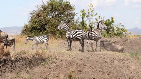 manada mixta de cebras y gnues durante la migración en la reserva de caza de masai mara, kenia, áfrica oriental