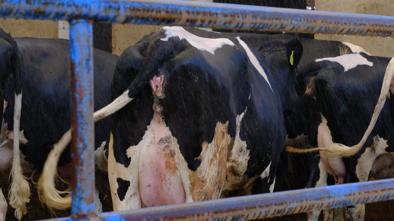 샤워 시스템은 소를 냉각하기 위해 열립니다.