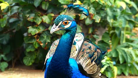 a peacock standing in front of a bush with green leaves