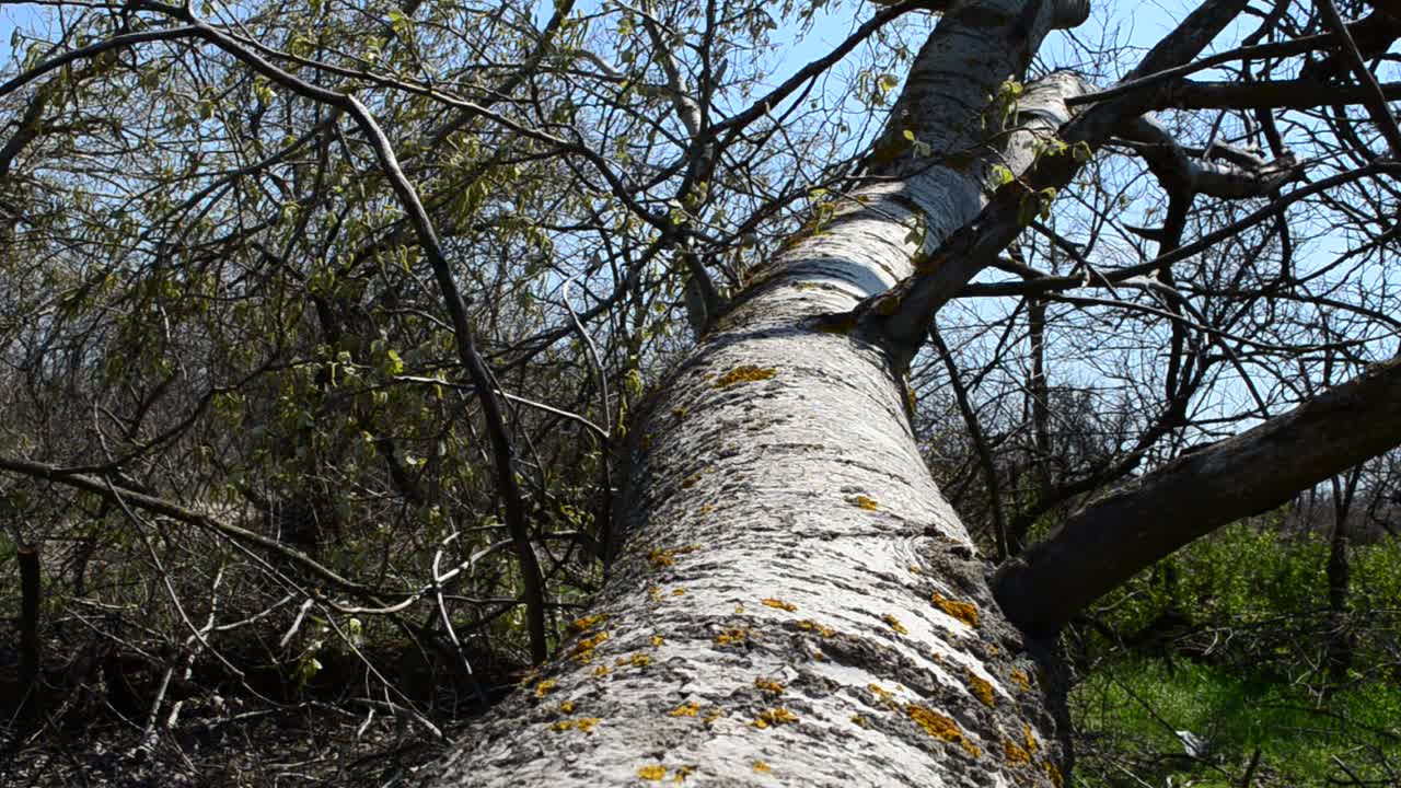 Shooting of a tree trunk. Tree and branches