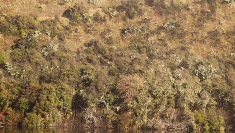 a group of birds lifts off from the forested edge of moke lake, new zealand, in soft natural daylight with a steady, wide shot