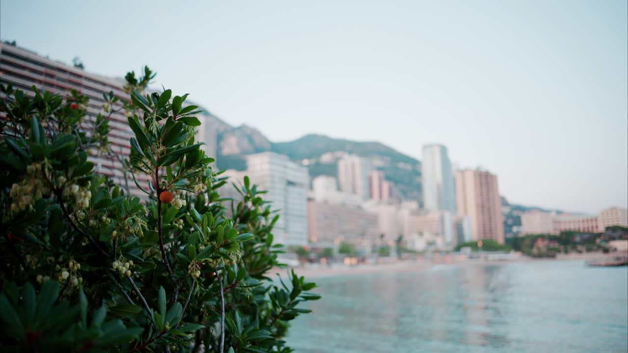 Close up of a tree with the view of the skyline of Monaco in the background