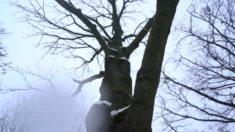 Look-up-towards-a-snowy-treetop-while-a-drop-is-falling-down-on-the-camera