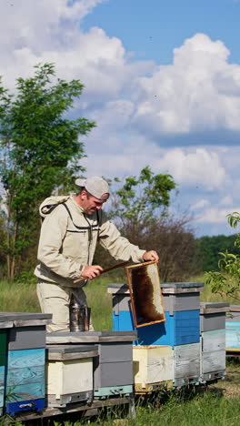 beekeeper cleans a honey frame off bees with a big brush. little rural bee farm in the nature backdrop. vertical video