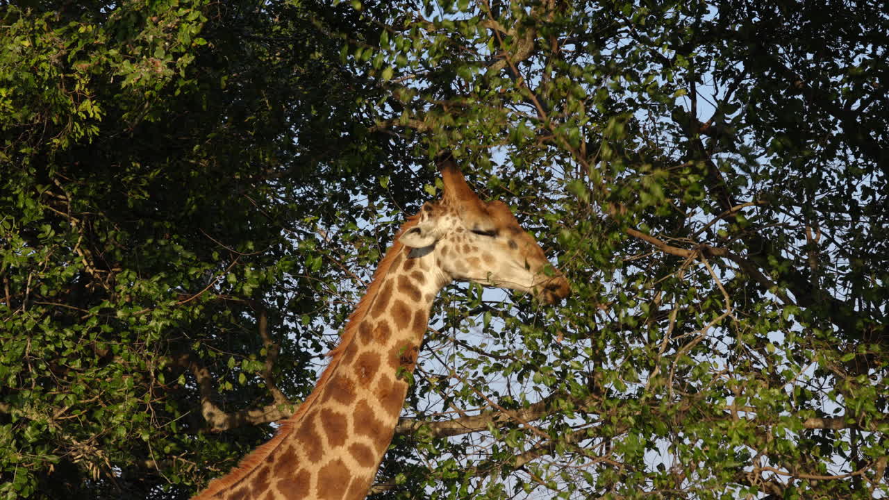 jirafa comiendo hojas de un árbol durante la puesta de sol en el parque nacional kruger, en sudáfrica