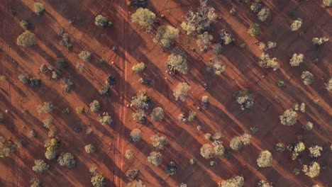 aérea de arriba hacia abajo de plantas y arbustos con camino en el desierto rojo de australia occidental durante un día soleado