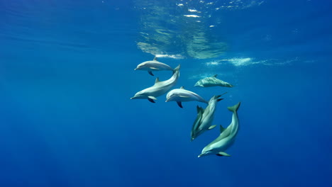 a pod of dolphins swimming in clear blue ocean water
