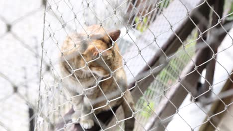 a striped cat on the balcony looking through the safety net