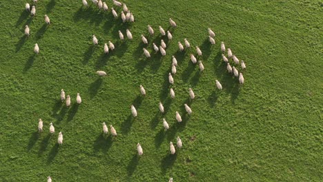 a spinning overhead view of a flock of sheep walking through a lush green ireland countryside