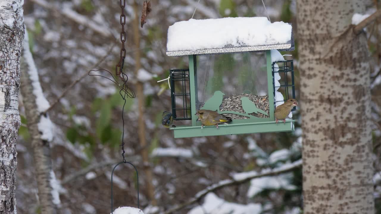 Bird feeder with two greenfinches and one Eurasian blue tit in winter with snow during the day, medium shot, static