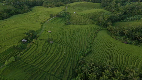Panorama-Del-Paisaje-Verde-Esmeralda-De-Terrazas-De-Arrozales-En-Bali,-Indonesia