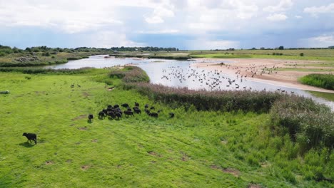 Aerial-video-footage-captures-the-saltwater-marshlands-along-the-Lincolnshire-coast,-featuring-seabirds-in-flight-and-on-the-lagoons-and-inland-lakes