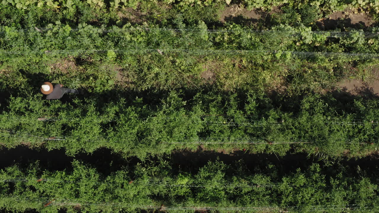 agricultor inspeccionando filas de plantas de tomate caminando, toma aérea de arriba hacia abajo