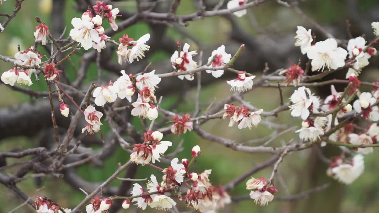 Rallentatore. Primi bellissimi fiori bianchi di ciliegio in fiore prima del tradizionale Sakura che pendono da un ramo d'albero nel vento.