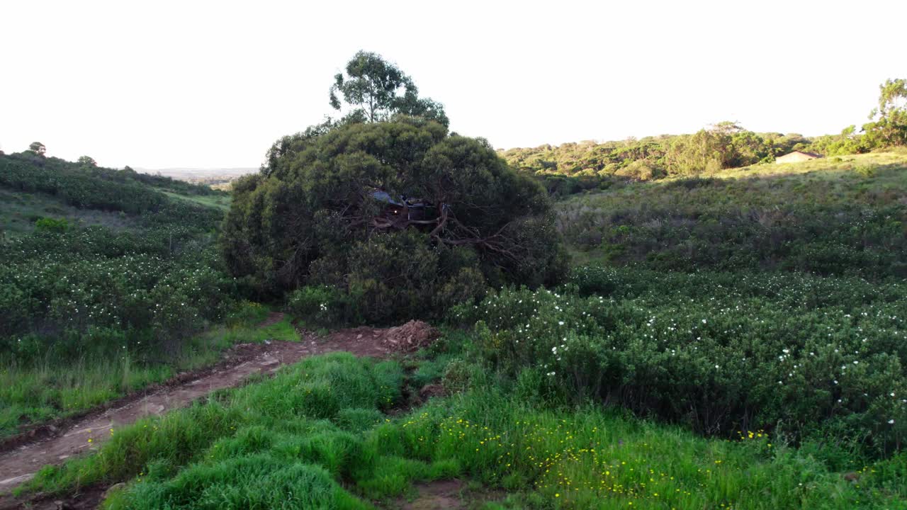 Rural Scene With A Tree House In A Lush Green Tree - Drone Shot