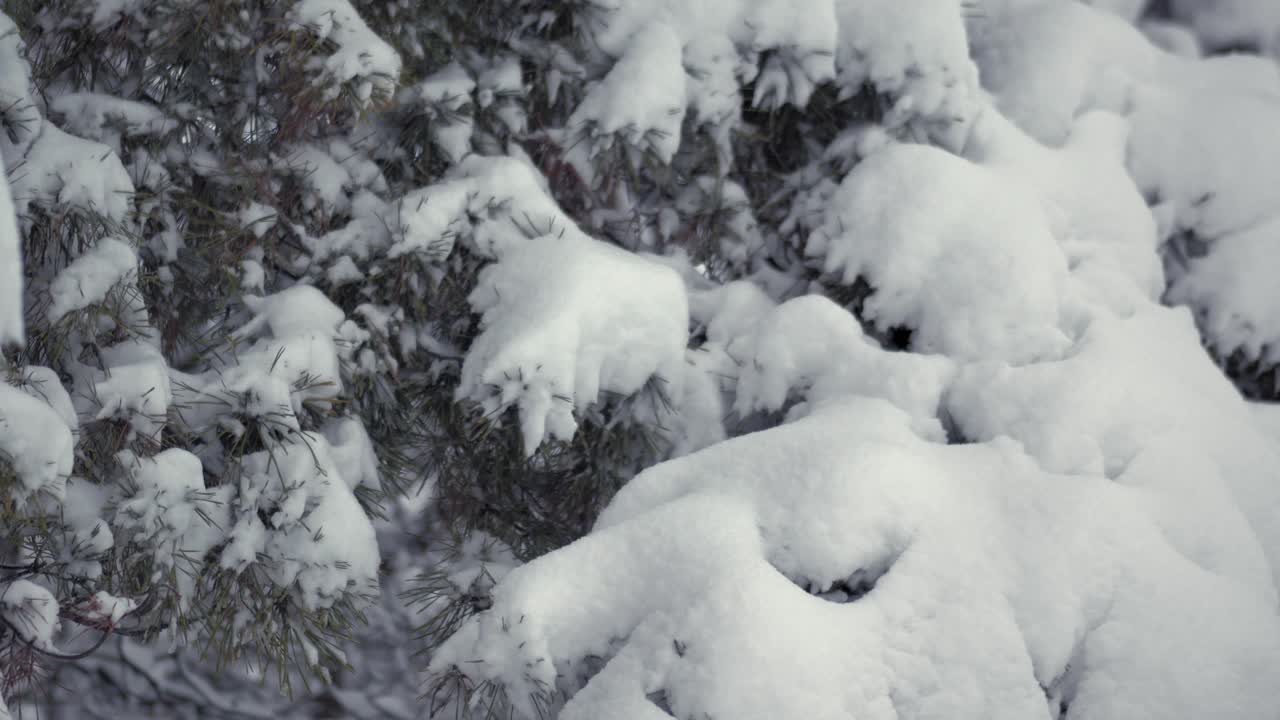 toma de derecha de una ramita de un árbol de coníferas cubierta de nieve