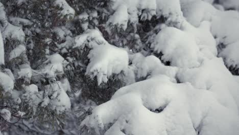 pan up-right shot of a coniferous tree sprigs covered with snow