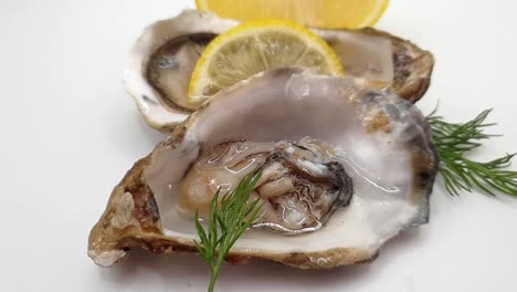 fresh oysters pieces lemon ice slow motion