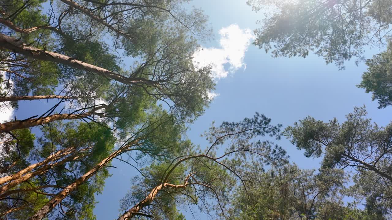 Looking up at tall pine trees against a clear blue sky on a sunny day in the forest, peaceful nature background, calm outdoors scene.