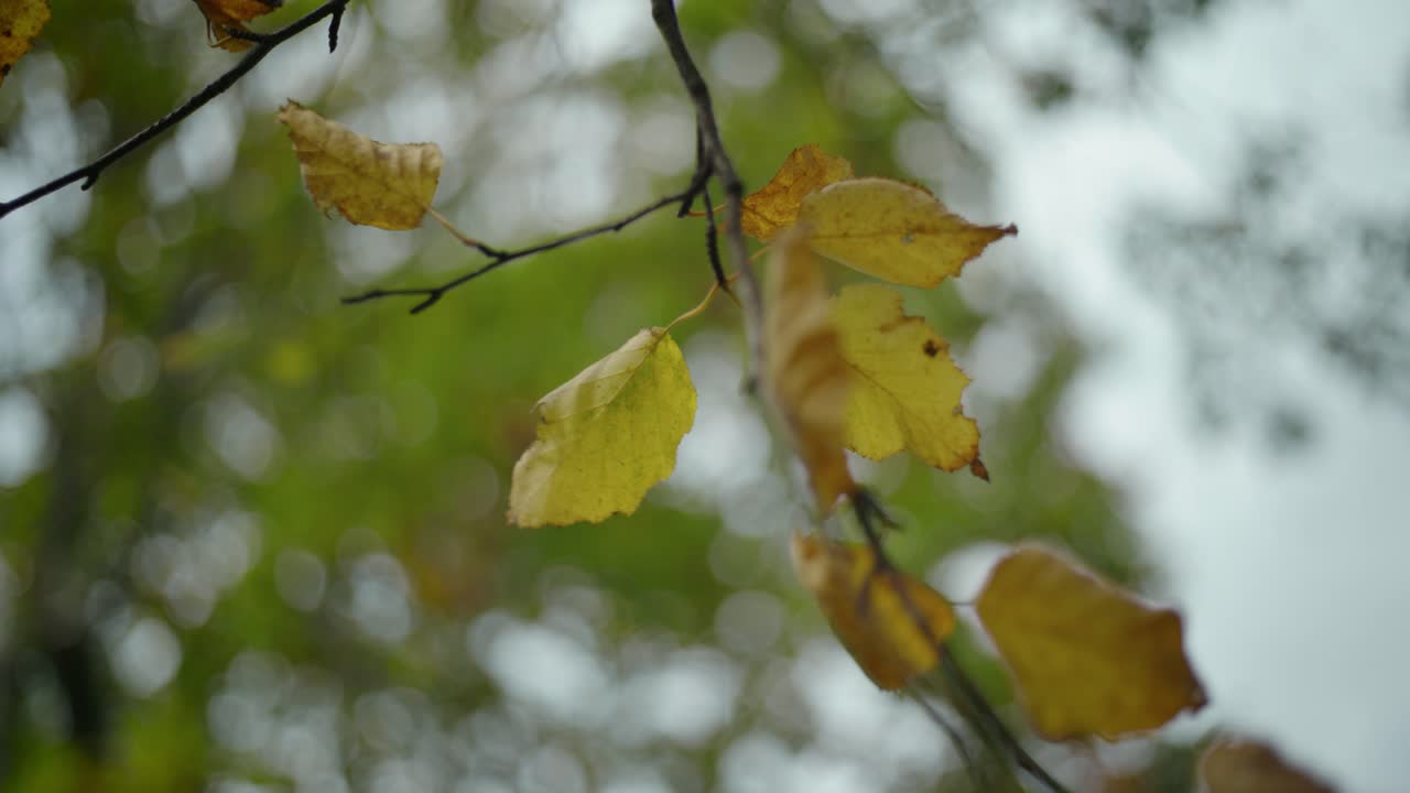 experimente la impresionante belleza del otoño con este video de stock que captura una vista desde arriba de los árboles adornados con un vibrante follaje de otoño