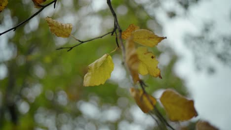 experience the breathtaking beauty of autumn with this stock video capturing an upward view of trees adorned in vibrant fall foliage