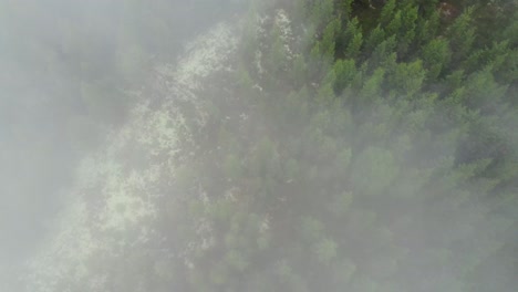 Spektakuläre-Dynamische-Luftaufnahmen,-Die-Durch-Nebel-über-Baumwipfeln-Fegen