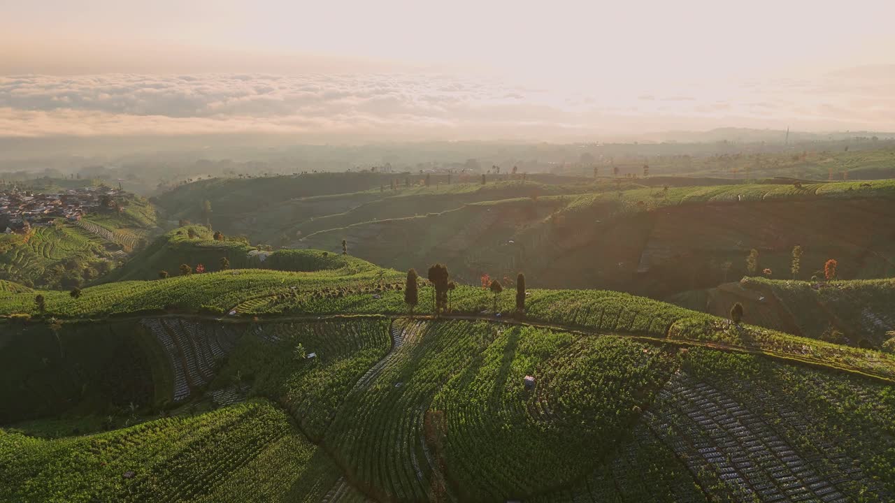 Majestic sunrise over terraced farmlands on a hillside. The sunlight highlights natural curves of the land, creating a vibrant and tranquil rural scene. Indonesia agricultural field of Mount Sumbing