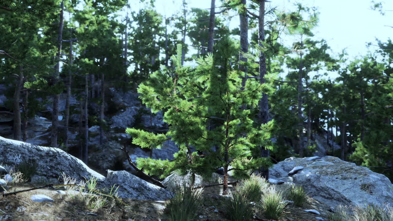 густый лес с скалистой местностью и пышной зеленью при ярком дневном свете