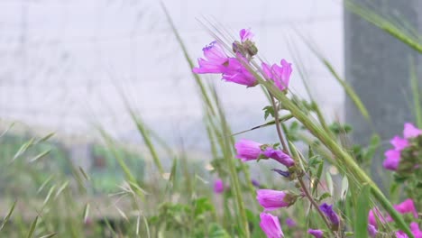 flores de amapola rosas silvestres, soplando en el viento, autopista de alta velocidad en el fondo borroso 120fps