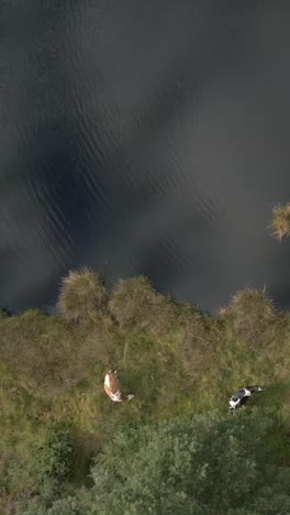 cows grazing near a lake