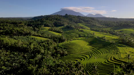 amazing landscape of bali with mountain in background and jungle and rice field in front