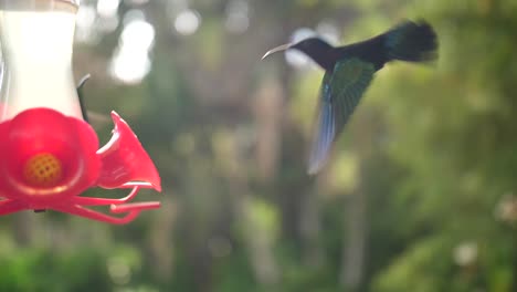 humming-bird flying and eating drinking nectar in slowmotion.