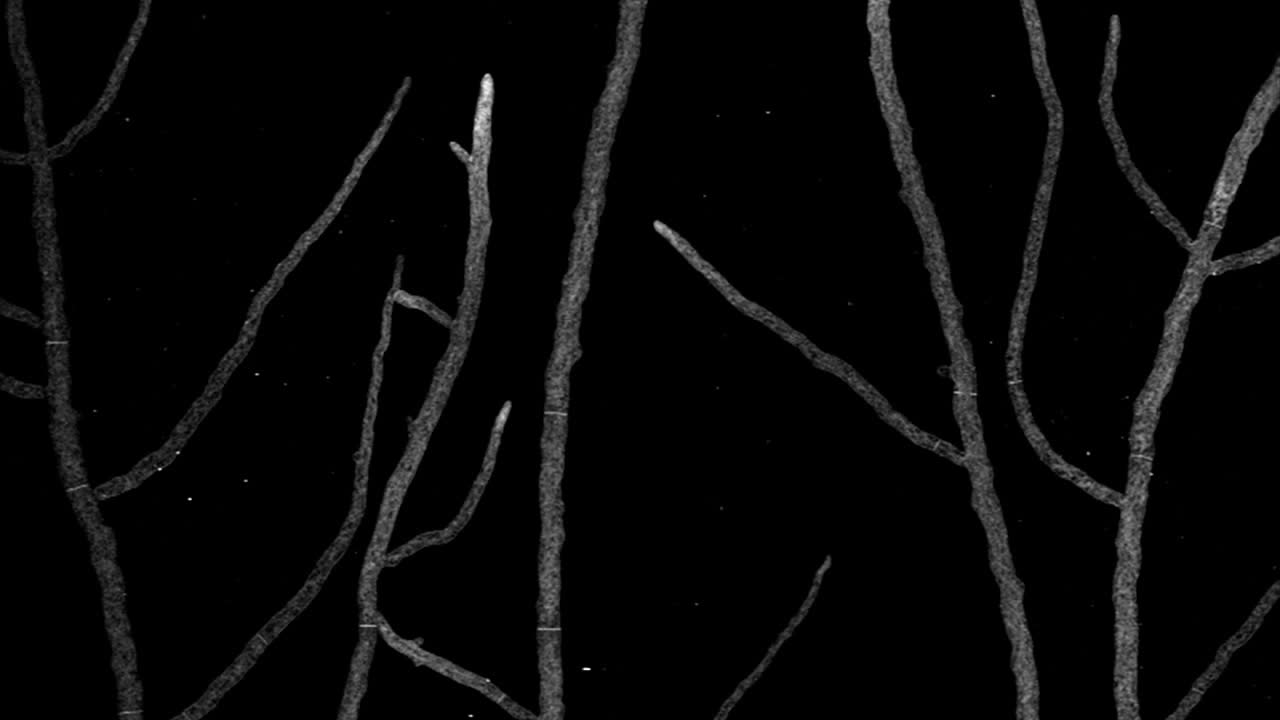 뉴로스포라 균사의 매혹적인 성장 타임랩스