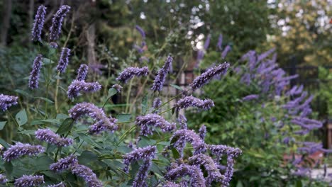 slow motion monarch butterflies flutter and land on purple butterfly bush flowers in green summer garden