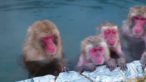 monkey onsen, video took in hakodate - feb 2019 close up of a group of monkey having a good time in the hot spring joining in