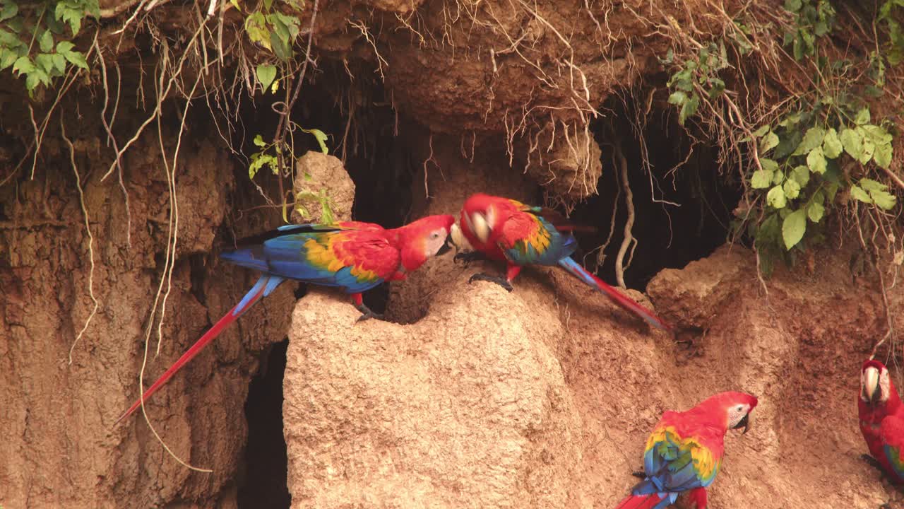 Close-up of scarlet macaws competing for space at Chuncho Clay Lick, their vivid colors glowing as they feed.