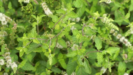 peppermint herb or vegetables for cook , the plant is useful in cooking as a herb to extract fresh scent