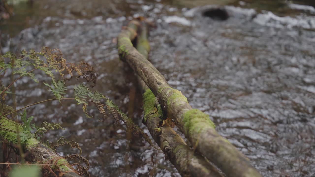 A moos covered fallen tree over a creek in the forest