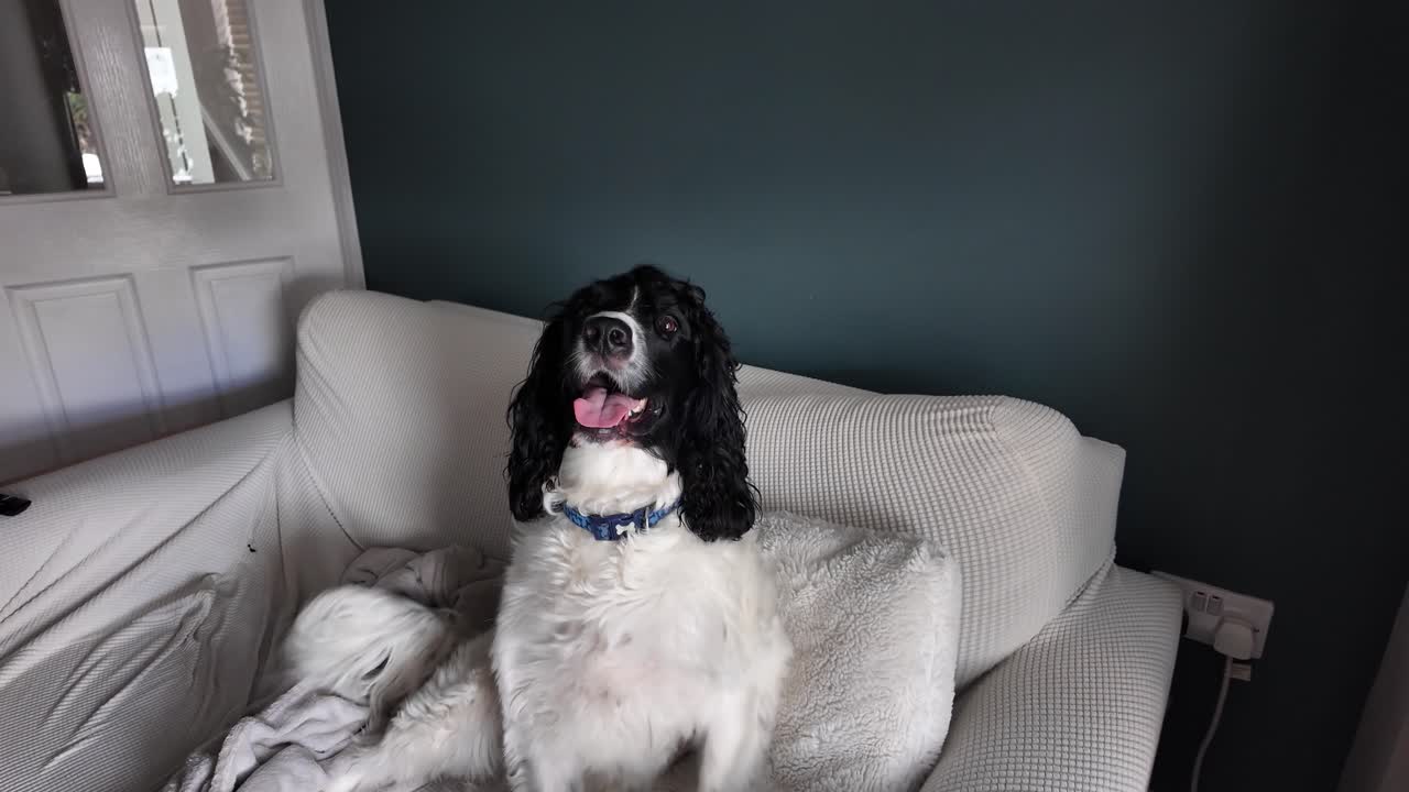 English springer spaniel resting on a sofa in a cozy home environment, wagging tail. slow motion