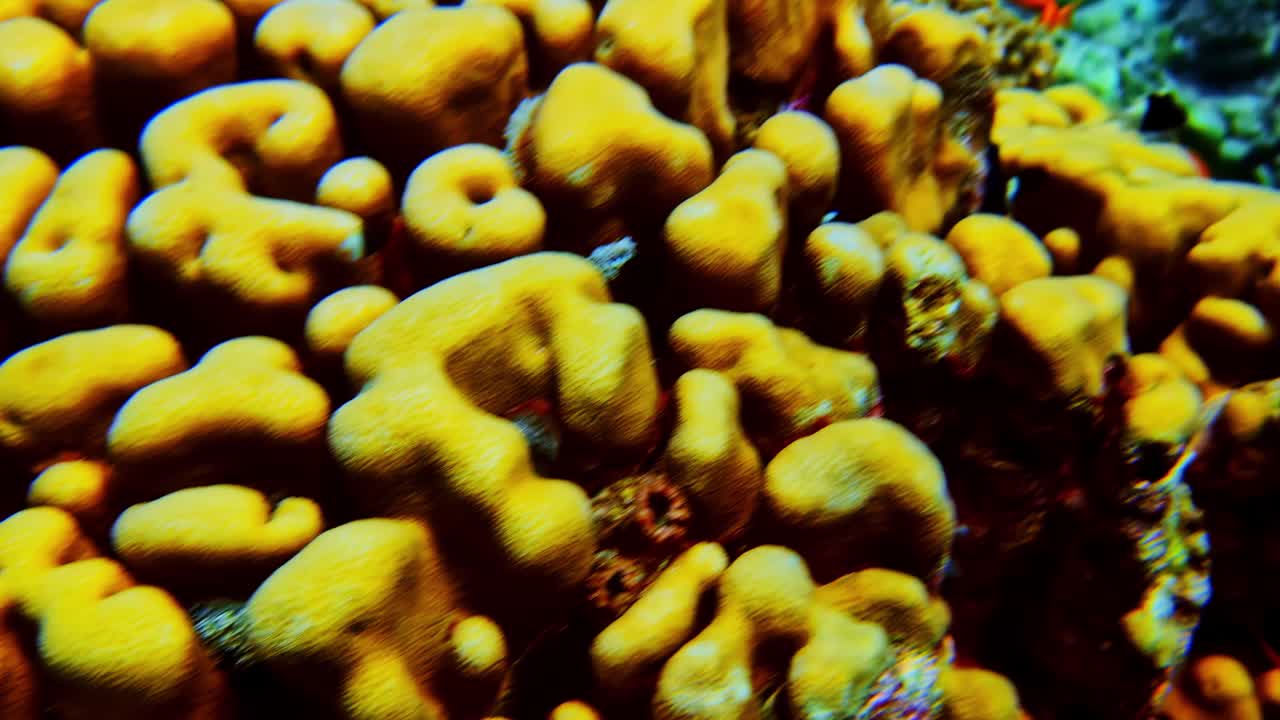 Un banco di pesci anthias arancioni nuota sopra una grande barriera corallina di corallo cervello dorato in acque blu.