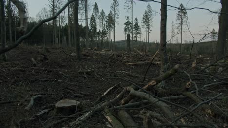 una zona forestal despejada y destruida