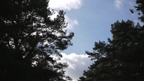Nubes-En-Movimiento-En-Un-Día-Soleado-Visto-Detrás-De-Las-Copas-De-Los-Pinos-En-Un-Bosque-De-Montaña