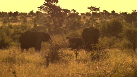 elephant family of two adults and two young juvenile cubs walking in the savannah at a sunset