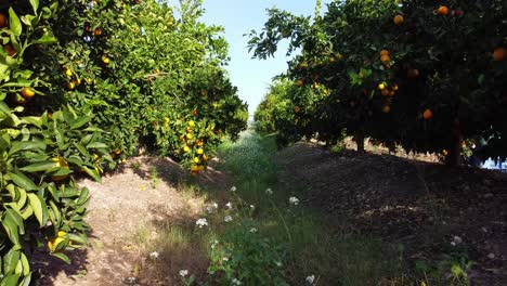 orange cultivation in sicily, italy