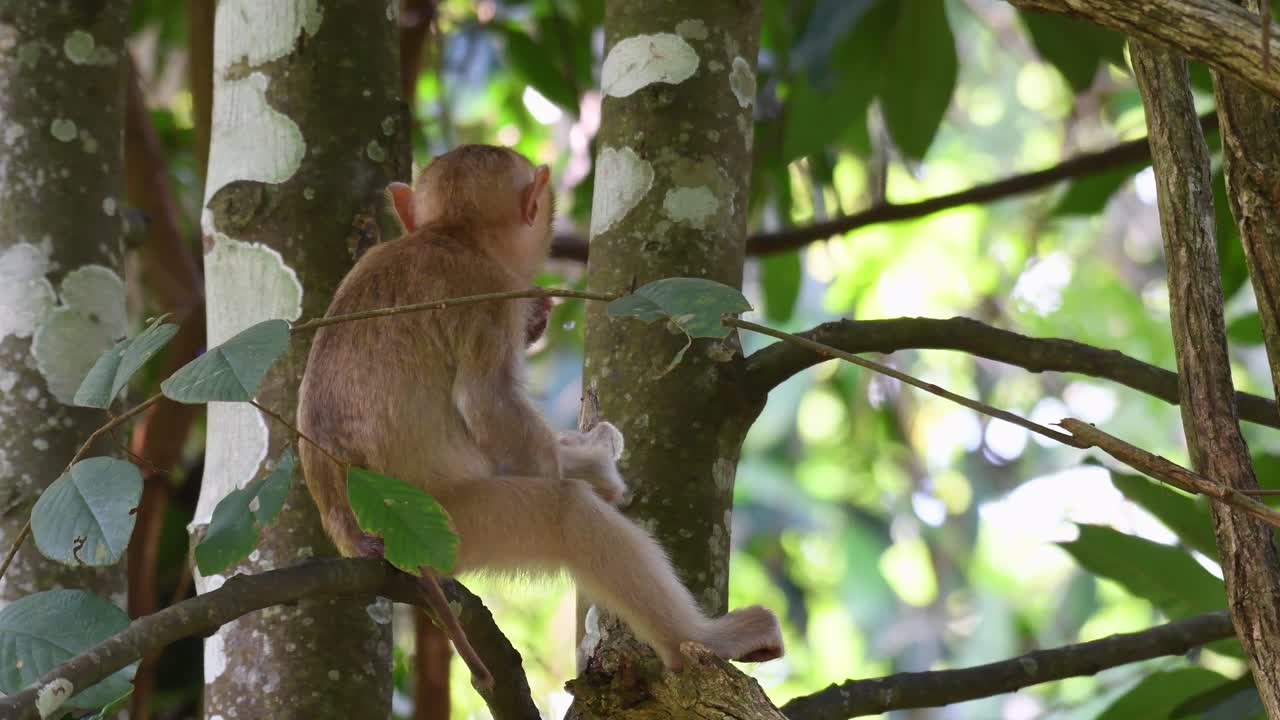macaco de cola de cerdo del norte, macaca leonina, parque nacional khao yai
