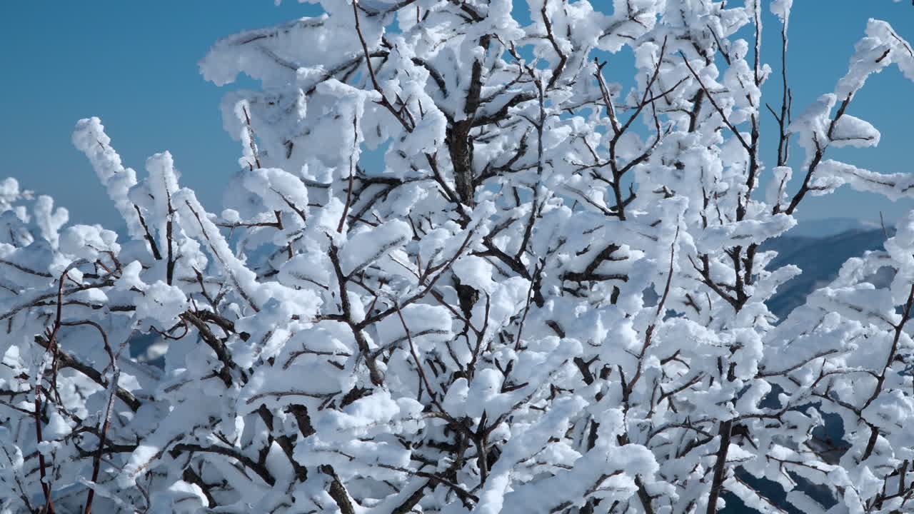 Rami d'albero ghiacciati e innevati in una fredda e soleggiata giornata invernale contro il cielo blu sul Monte Balwangsan, Gangwon-do - Primo piano in slow motion con effetto parallasse