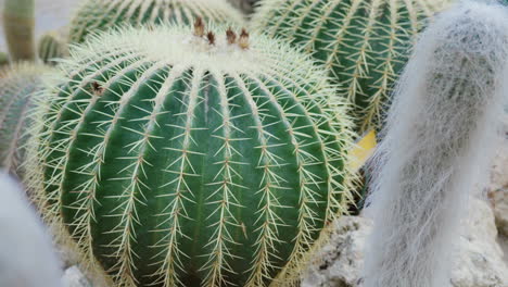 Close-up-of-vibrant-green-cactus-with-sharp-spines