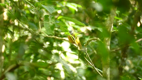 a curious yellow bird perched on a branch, looking around at its surroundings before flying away