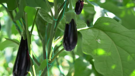 Plantas-Con-Berenjenas-Y-Tomates