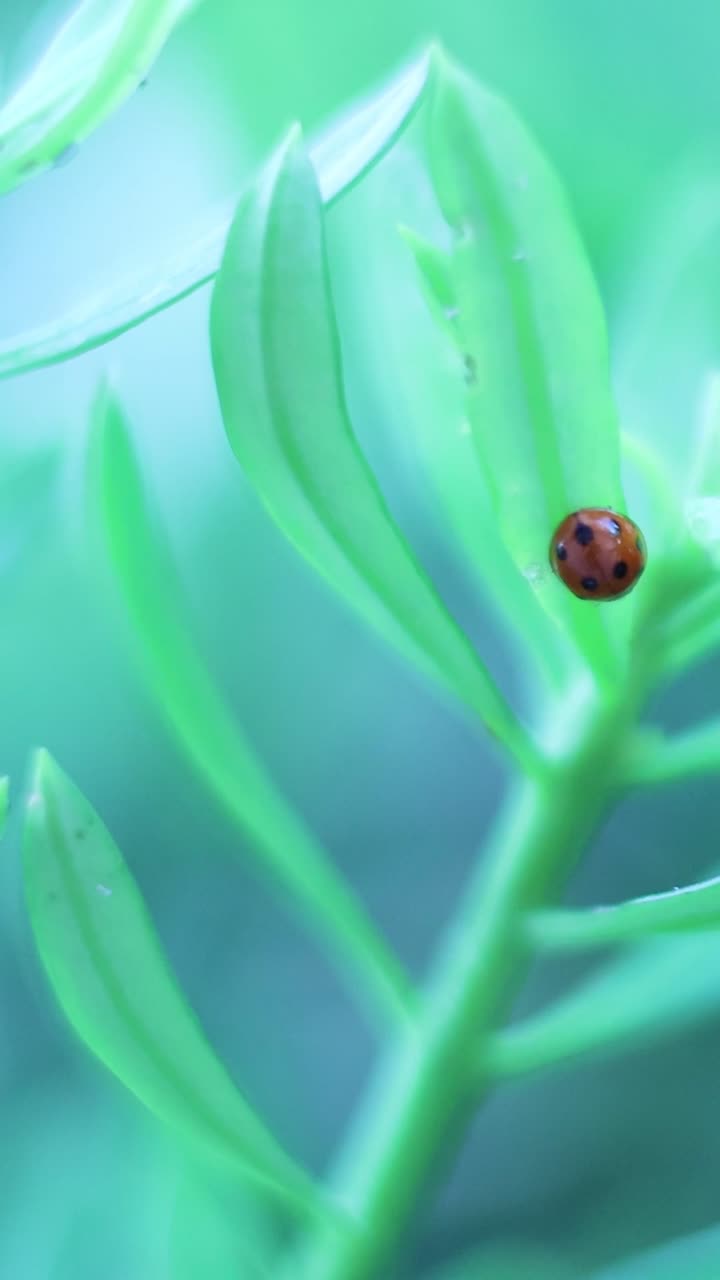 Ladybug crawls across vibrant green foliage